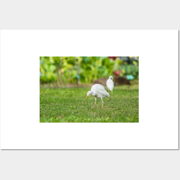 Cattle Egret 2 + 2 Wall Art by KensLensDesigns